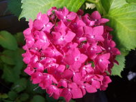 Hydrangea macrophylla 'Freudenstein'