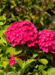 Hydrangea macrophylla 'Freudenstein'