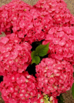 Hydrangea macrophylla 'Leuchtfeuer'