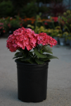 Hydrangea macrophylla 'Leuchtfeuer'