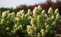 Hydrangea paniculata - MAGICAL CANDLE