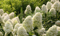 Hydrangea paniculata - MAGICAL CANDLE