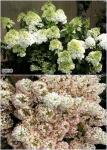 Hydrangea paniculata BOBO Hortenzia