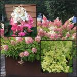 Hydrangea paniculata CANDLELIGHT® Hortenzia