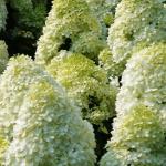 Hydrangea paniculata LIMELIGHT ® Hortenzia