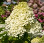 Hydrangea paniculata LITTLE SPOOKY