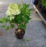 Hydrangea paniculata LITTLE SPOOKY