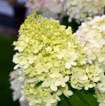 Hydrangea paniculata LITTLE SPOOKY