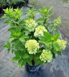 Hydrangea paniculata MOJITO ® Hortenzia