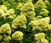 Hydrangea paniculata MOJITO ® Hortenzia