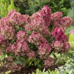 Hydrangea paniculata PETITE CHERRY