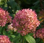 Hydrangea paniculata PETITE CHERRY