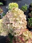Hydrangea paniculata PETITE CHERRY