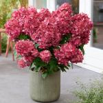 Hydrangea paniculata PETITE STAR