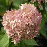 Hydrangea paniculata PETITE STAR