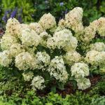Hydrangea paniculata PETITE STAR