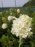 Hydrangea paniculata PHANTOM Hortenzia