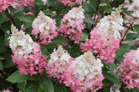 Hydrangea paniculata PINKY WINKY® Hortenzia