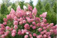 Hydrangea paniculata PINKY WINKY® Hortenzia