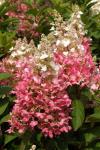 Hydrangea paniculata WIM'S RED® Hortenzia