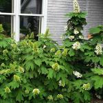 Hydrangea quercifolia SNOW QUEEN