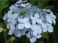 Hydrangea serrata Blue deckle Hortenzia