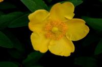 Hypericum HIDCOTE - Orbáncfű