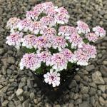 Iberis sempervirens - Örökzöld tatárvirág