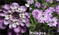 Iberis sempervirens - Örökzöld tatárvirág