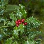 Ilex aquifolium ALASKA - Magyal