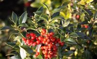 Ilex aquifolium ALASKA - Magyal