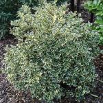 ilex aquifolium 'Argentea marginata' - Tarkalevelű Magyal