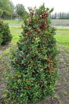 Ilex meserveae 'Heckenfee' - Magyal