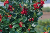 Ilex meserveae 'Heckenfee' - Magyal