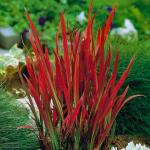 Imperata cylindrica Red Baron (bordó levelű alangfű)