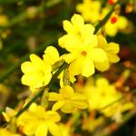 Jasminum nudiflorum - Téli Jázmin