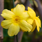 Jasminum nudiflorum - Téli Jázmin