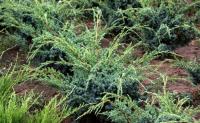 Juniperus chinensis BLUE ALPS 