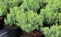 Juniperus chinensis ECHINIFORMIS