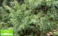 Juniperus chinensis JAPONICA