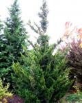 Juniperus chinensis KETELEERI