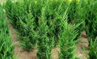 Juniperus chinensis KETELEERI