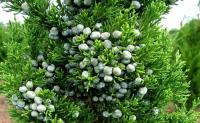 Juniperus chinensis KETELEERI