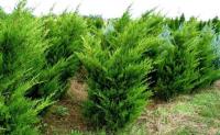 Juniperus chinensis KURIWAO SUNBEAM
