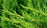 Juniperus chinensis KURIWAO SUNBEAM