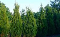 Juniperus chinensis Spartan - Földlabdás 