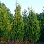 Juniperus chinensis SPARTAN