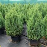 Juniperus chinensis STRICTA - Kékeszöld kínai boróka