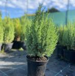 Juniperus chinensis STRICTA - Kékeszöld kínai boróka