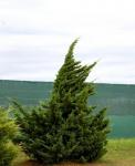 Juniperus chinensis VASE
